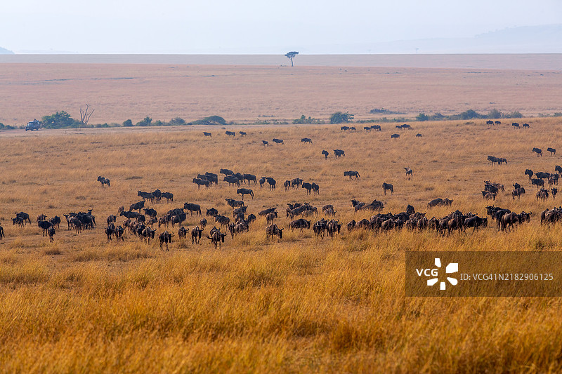 野生动物园车与角马大迁徙图片素材