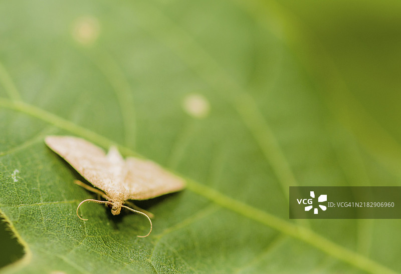 小蛾子，带着胡须形状的触角，栖息在宽大的绿叶上。选择性聚焦于面部区域。图片素材