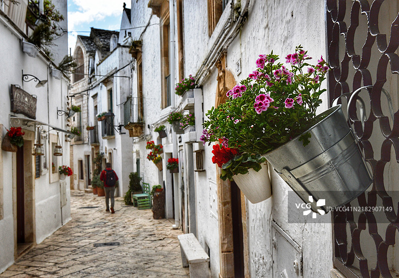 意大利洛科罗通多墙上的盆栽植物特写图片素材