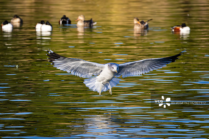 鸟在湖面上空飞翔的特写镜头图片素材