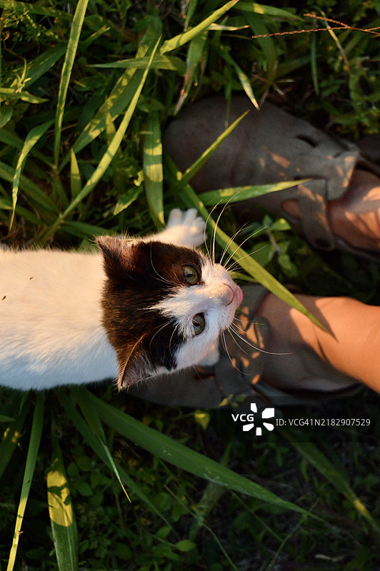 田野上猫的特写镜头图片素材