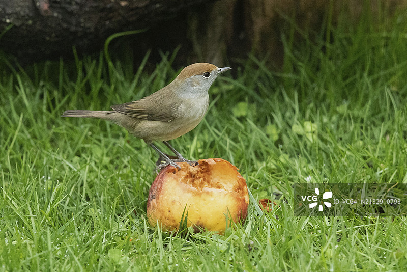 黑头鸥雌鸟坐在苹果上，朝右侧看，周围是绿色的草地。图片素材