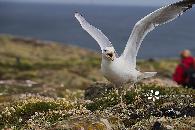海鸥栖息在岩石上的特写镜头图片素材
