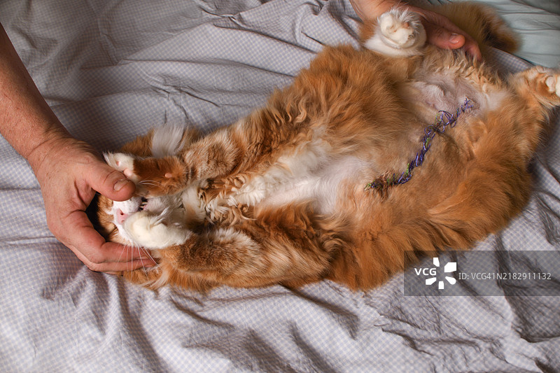 为接受手术缝合药物治疗的猫做好准备图片素材