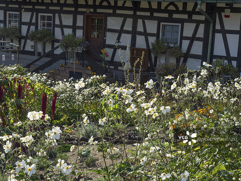 夏季阳光下，传统的半木结构房屋前的花园，白色和绿色植物交织，古老的半木结构房屋装饰着花卉，德国弗罗伊登施塔特。图片素材