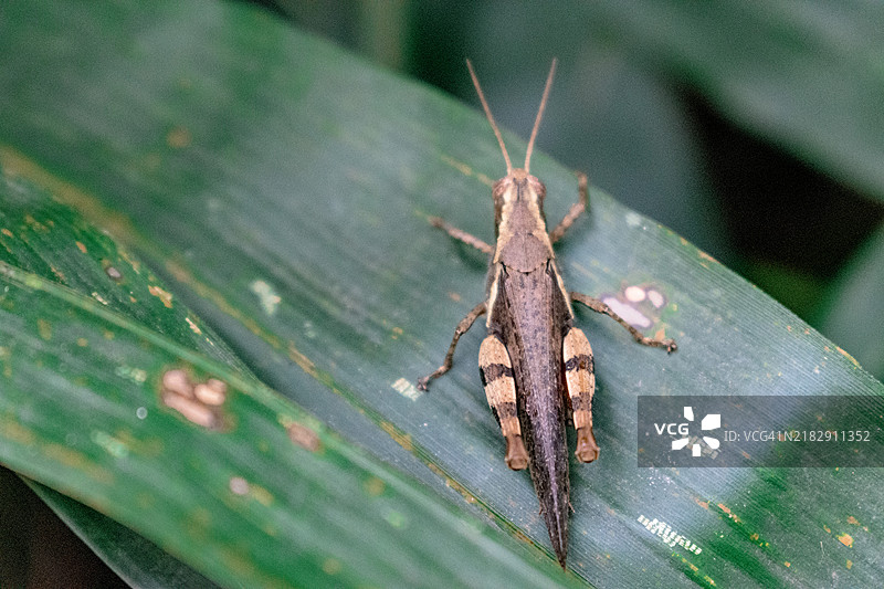 叶子上的昆虫特写图片素材