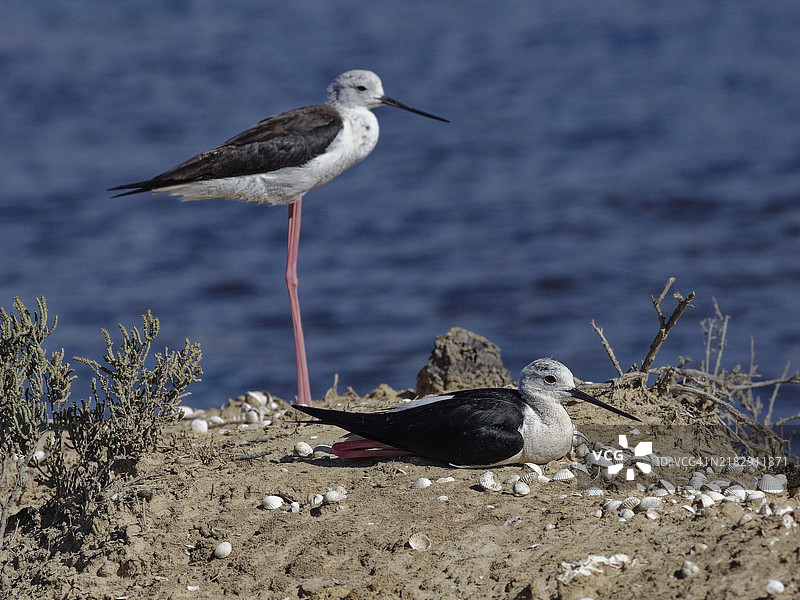 黑翅长脚鹬 (Himantopus himantopus)图片素材