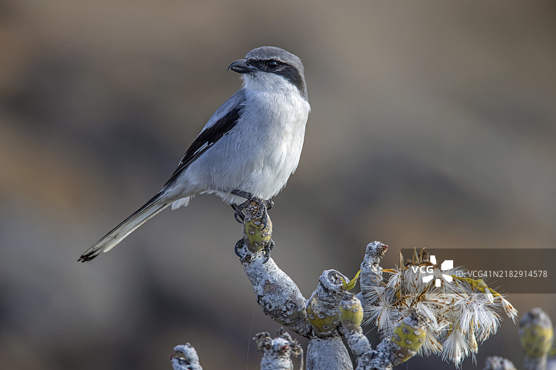 大灰猎鸮，乳突花，兰萨罗特图片素材