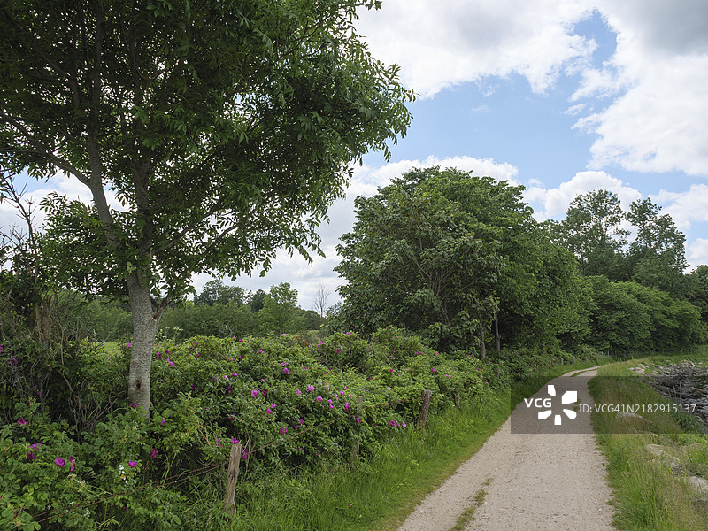 一条自然小径，两旁种满树木和灌木，阳光明媚，云朵点缀，位于德国施莱斯维希-霍尔斯坦州的格吕克斯堡，欧洲图片素材