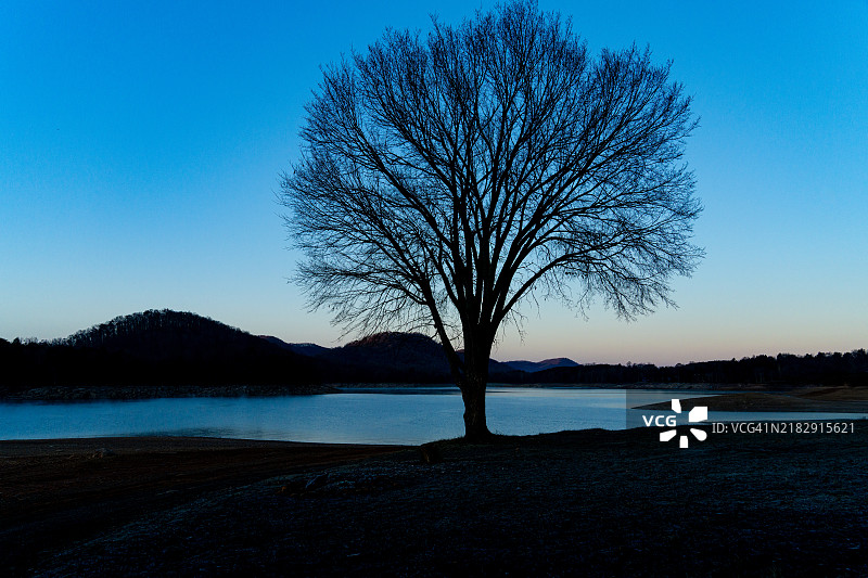 湖边孤独的树图片素材