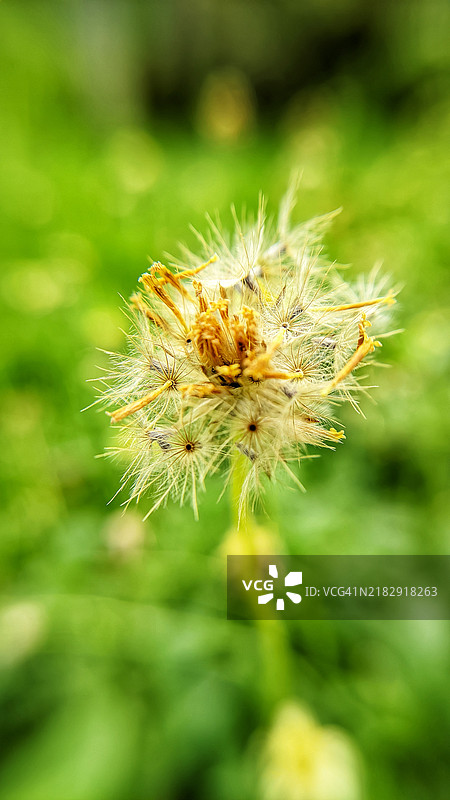 蒲公英花的特写图片素材