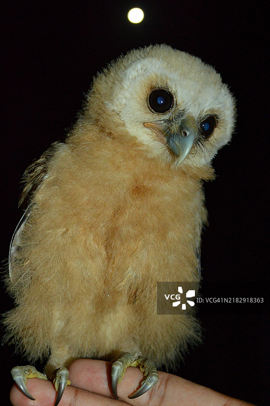 黑色背景下的猫头鹰特写肖像图片素材