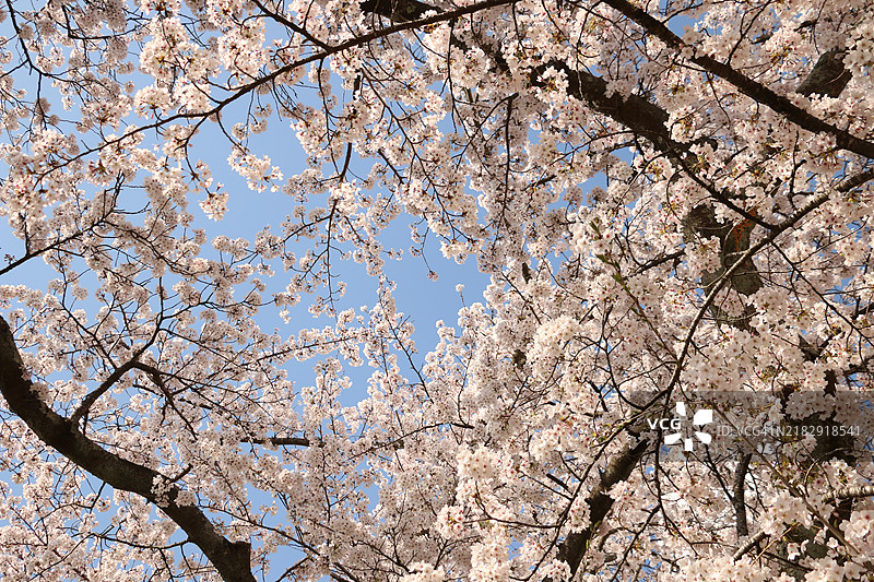 低角度视图的樱花与天空相映成趣图片素材