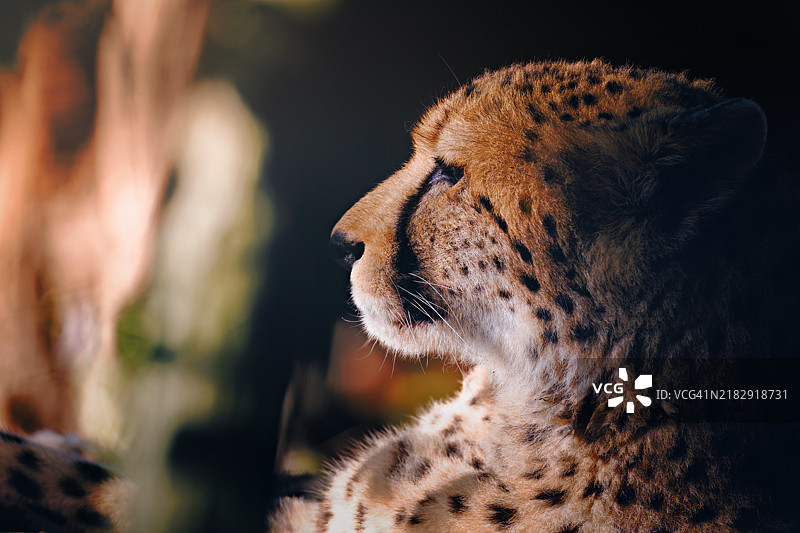 非洲猎豹的特写镜头图片素材