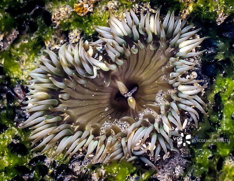 水下心形海葵特写，位于加利福尼亚州拉古纳海滩，美国图片素材
