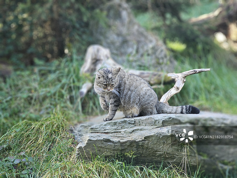 森林中一只深思的野猫图片素材