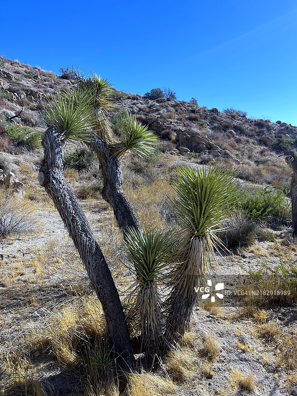 加利福尼亚州尤卡谷的清澈蓝天下的美丽风景图片素材