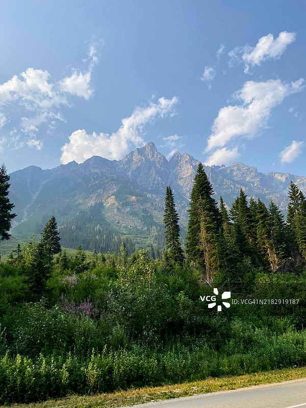 松树与天空的美丽景色图片素材