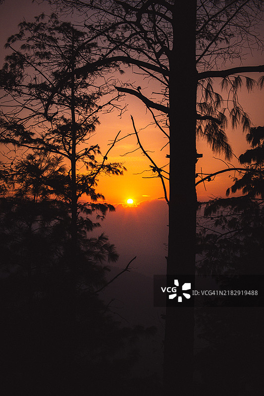 日落时分，树木的剪影映衬在天空中图片素材