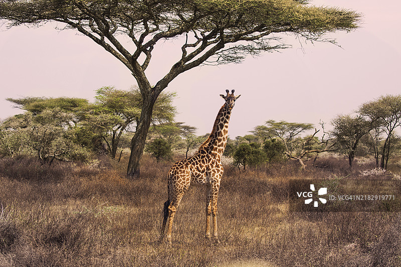 南非的马赛长颈鹿图片素材