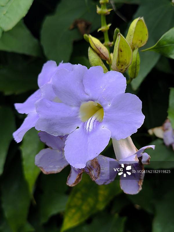 紫色开花植物的特写镜头图片素材