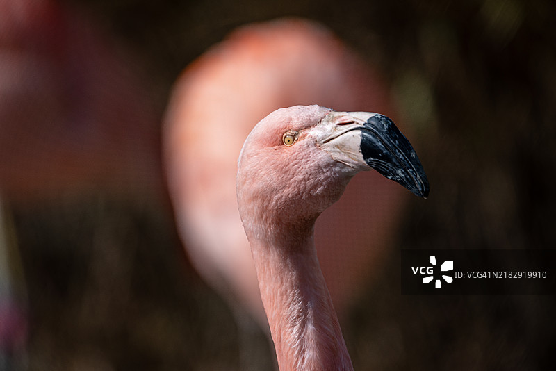 大鸛的特写镜头图片素材