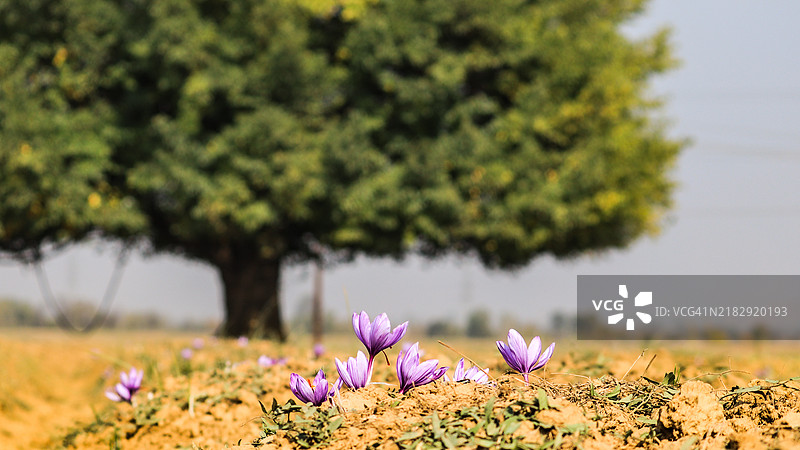 克什米尔的金色藏红花收获开始了图片素材