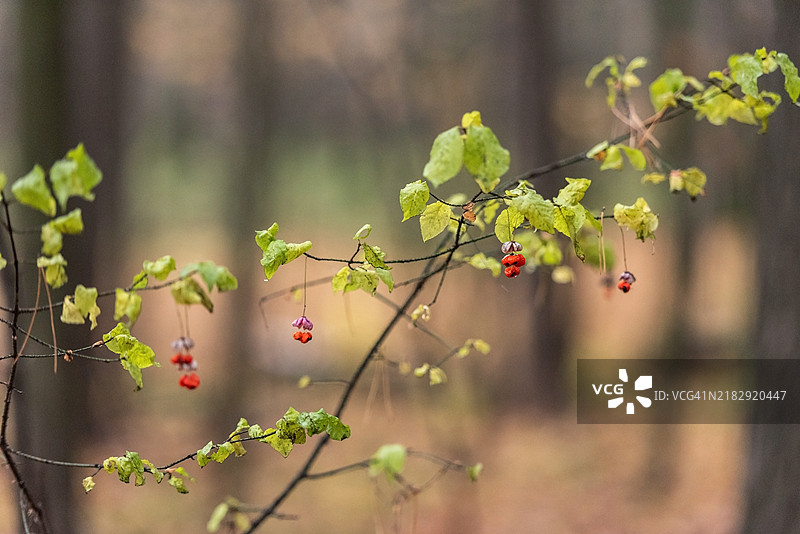 树上生长的浆果特写图片素材