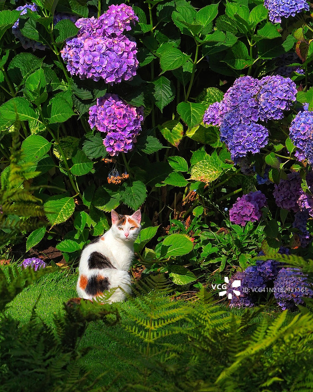 猫咪在紫色花丛中的肖像图片素材