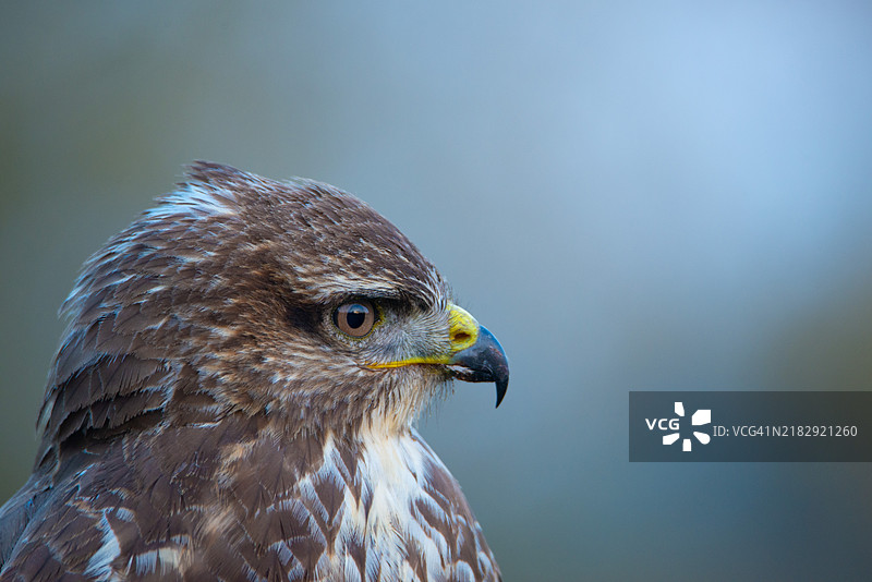 鹰的特写镜头图片素材