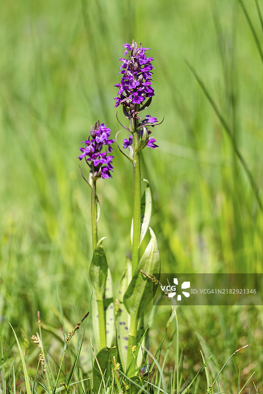 西方沼泽兰(Dactylorhiza majalis),施密特罗德自然保护区,德国黑森州科宁斯坦,欧洲图片素材