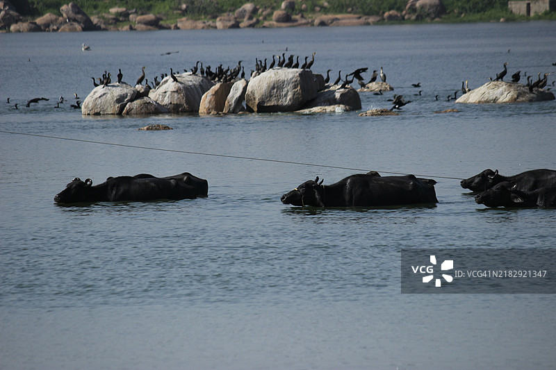 印度湿地的风景图片素材
