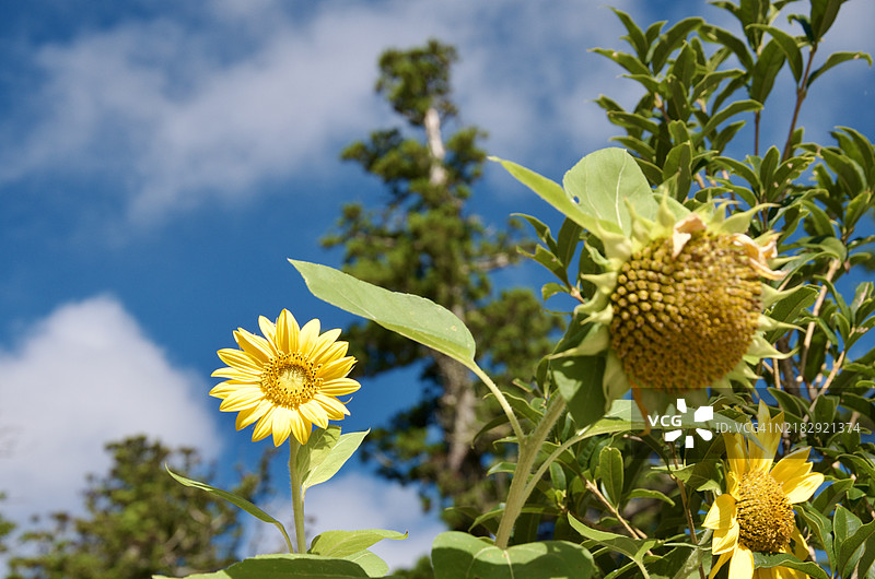 日本的黄色开花植物特写图片素材