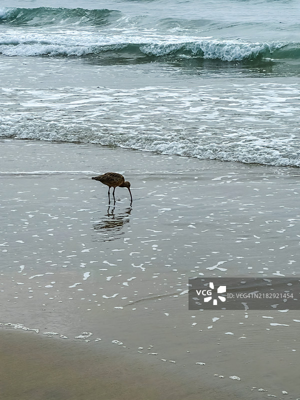 沙丘鹤在加利福尼亚州圣地亚哥海滩的高角度视图图片素材