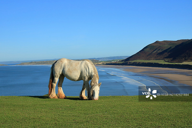 在罗西利湾吃草的马图片素材