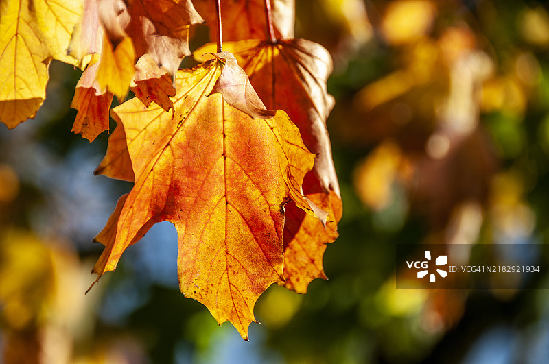 树上黄色枫叶的特写图片素材