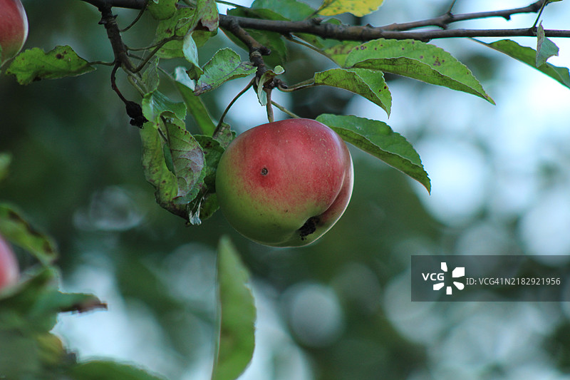 乌克兰树上的苹果特写图片素材
