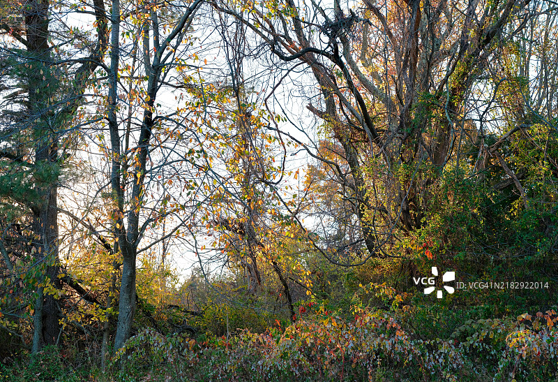 秋天的森林中的树木，宾夕法尼亚州多伊尔斯敦，美国图片素材