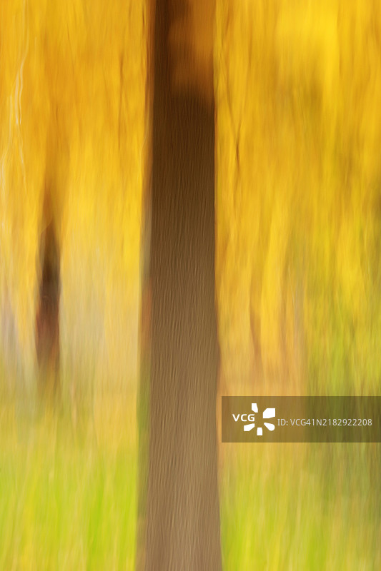 秋天的树木在移动图片素材