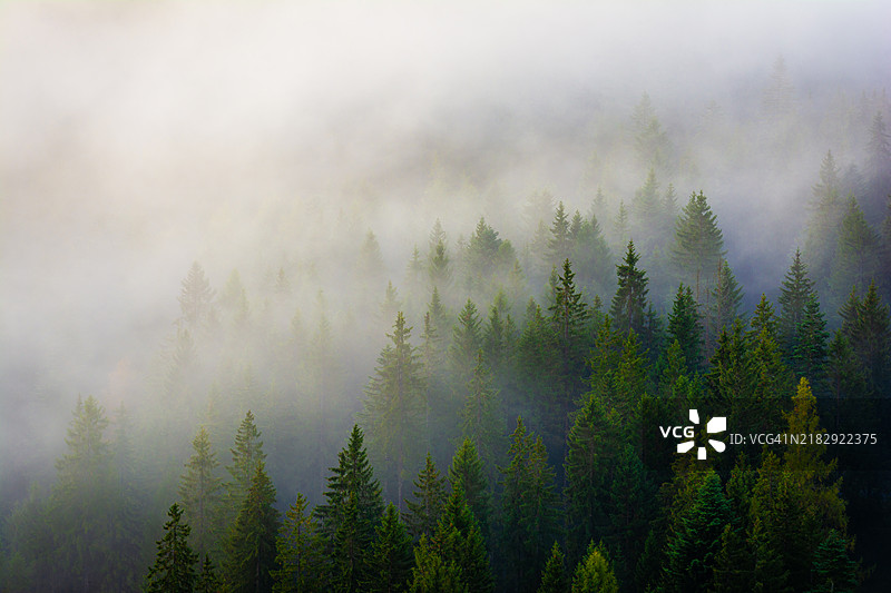 森林中的树木与天空相映成趣图片素材