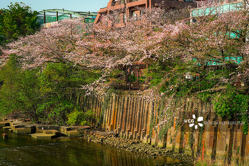 樱花盛开的河畔景色图片素材