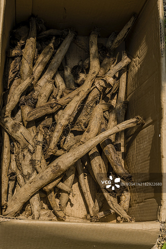 韩国阴凉纸箱中的树木和植物根系图片素材