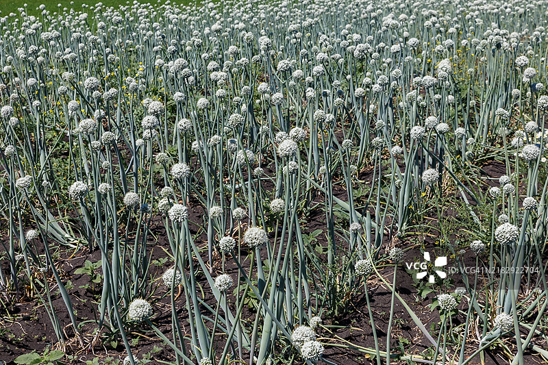 用于种子生产的盛开洋葱田图片素材