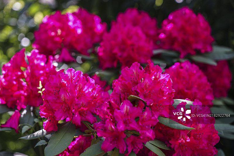 阳光下的鲜艳粉色杜鹃花与绿色叶子图片素材