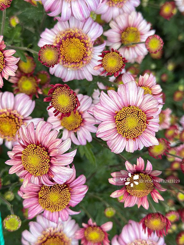 乌克兰粉色花卉植物的高角度视图图片素材