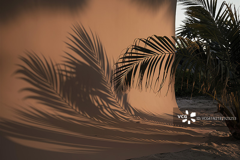 米色背景，带阴影和棕榈叶图片素材