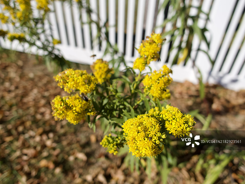 黄色花朵的特写，马萨诸塞州杜克斯伯里，美国图片素材