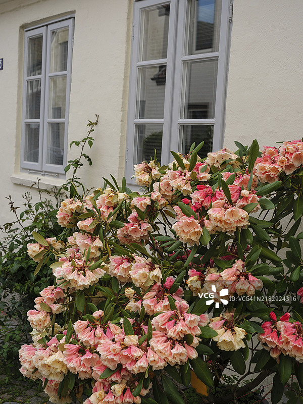一丛繁茂的花灌木,粉色花朵盛开,位于一栋奶油色房屋前,房屋有白色窗框,德国施莱斯维希-霍尔斯坦州埃克恩福尔德。图片素材