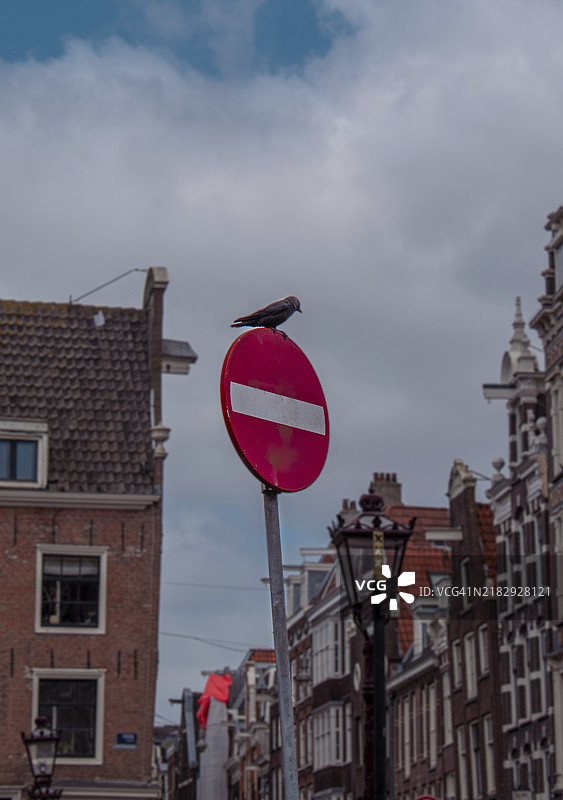 一个停牌上有一只黑鸟，背景是阿姆斯特丹的传统建筑。图片素材