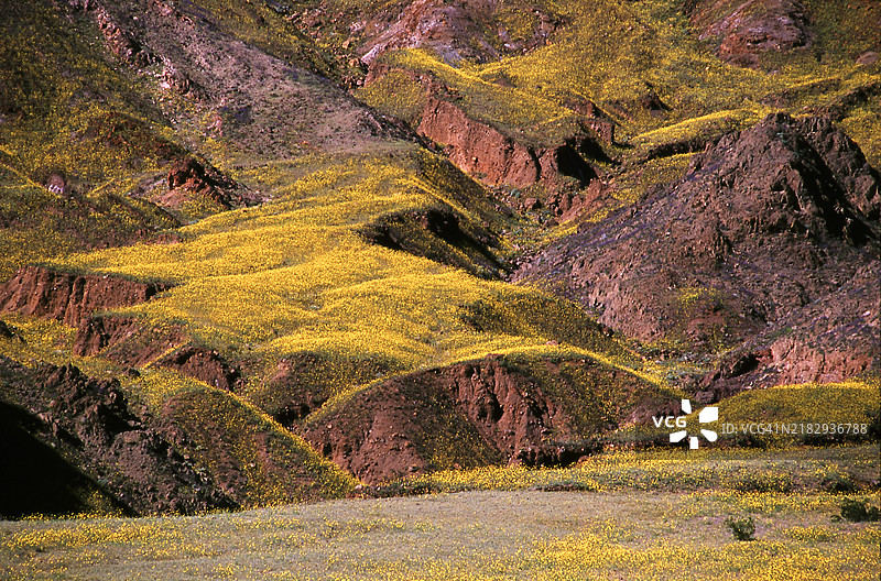 2005年春季的沙漠向日葵图片素材